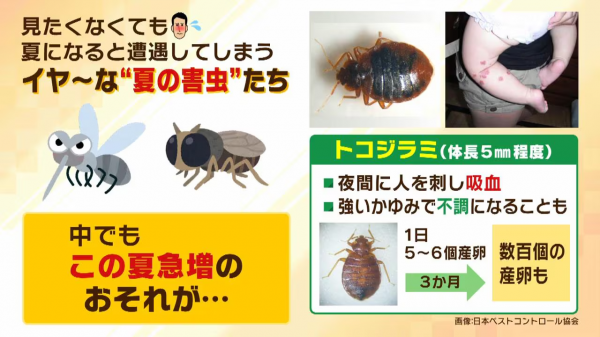 【黄金周期间需格外小心】几年前就已成为社会问题的臭虫,在长假 【黄金周期间需格外小心】几年前就已成为社会问题的臭虫,在长假