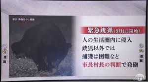 青森县首次紧急使用枪支猎杀黑熊;岩手县一名女子采摘野生蔬菜后 青森县首次紧急使用枪支猎杀黑熊;岩手县一名女子采摘野生蔬菜后