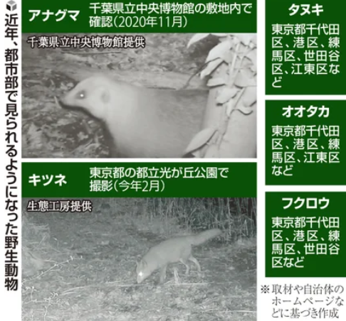 这是绿化带来的后果吗?城市地区野生动物出没的现象日益增多…… 这是绿化带来的后果吗?城市地区野生动物出没的现象日益增多……