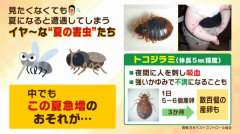 【黄金周期间需格外小心】几年前就已成为社会问题的臭虫，在长假